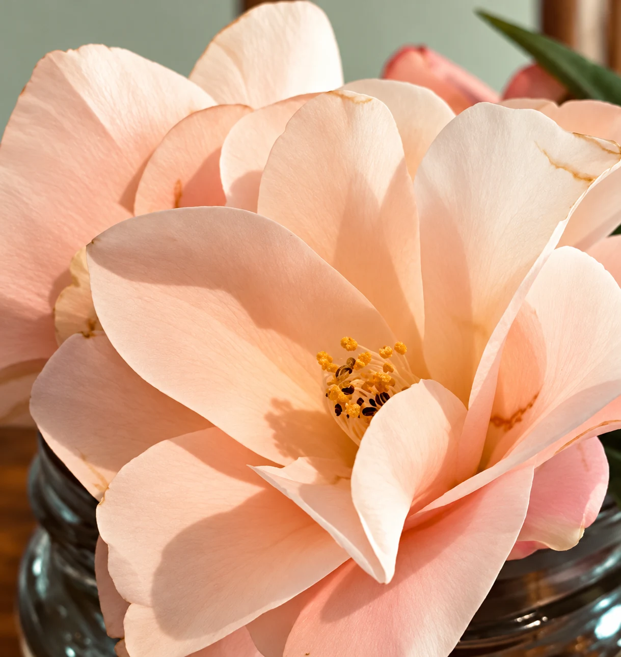 A peach rose with softly layered petals and golden stamens