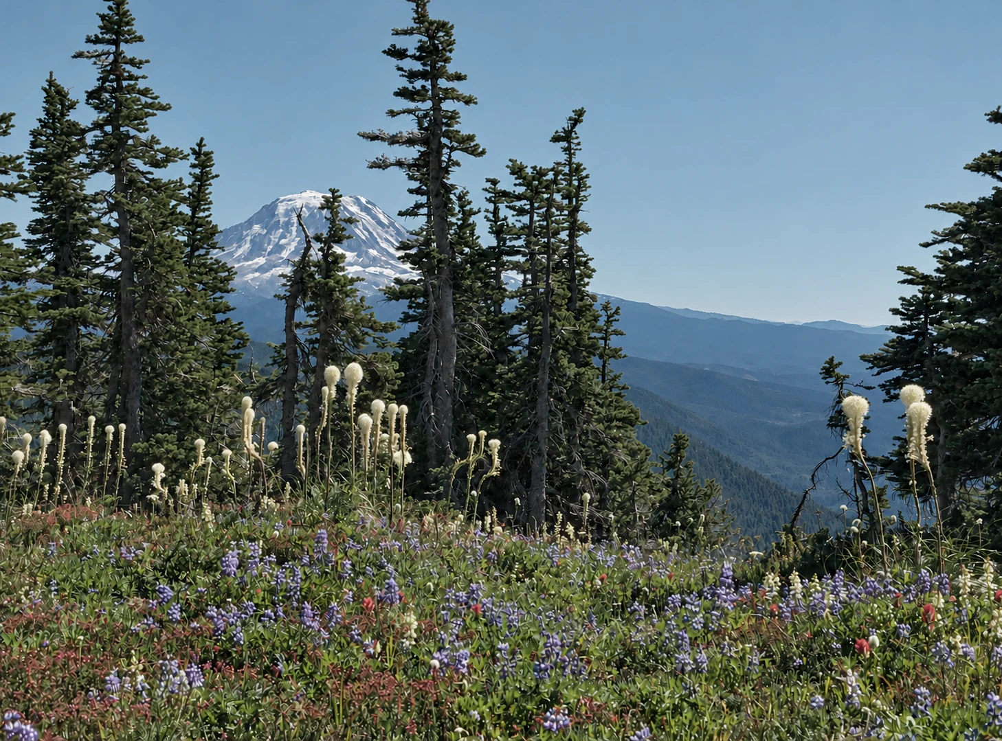 An alpine wildflower meadow and evergreen trees with a snowy mountain beyond