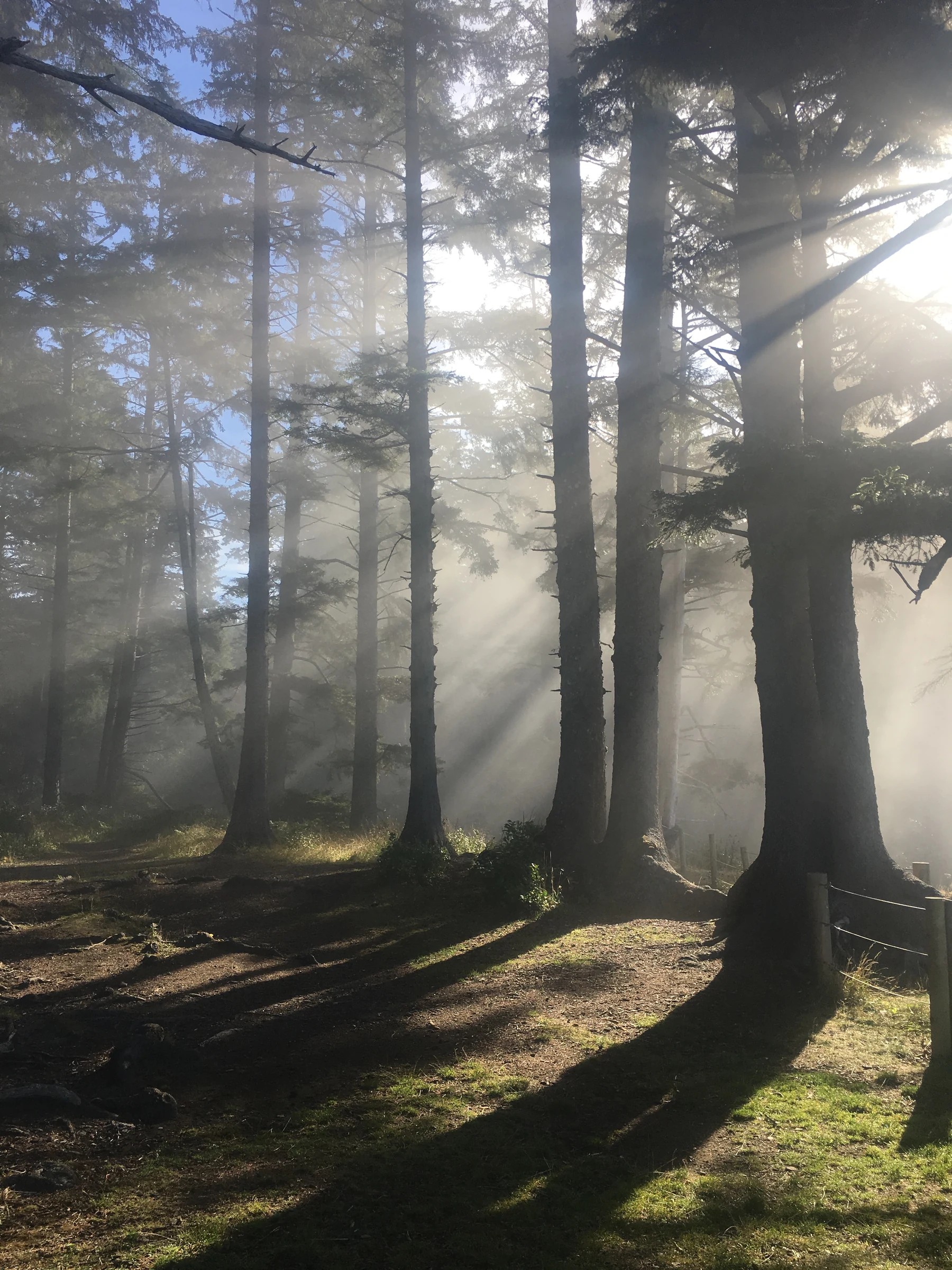 Young spruce in a softly lit forest